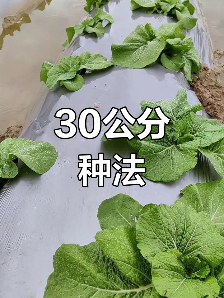梅菜种植规格与技巧