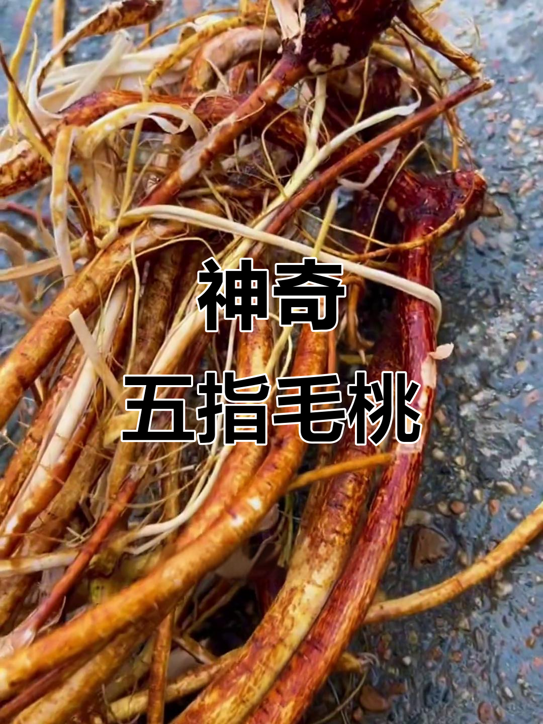 五指毛桃:南药之王,椰香炖汤的秘密