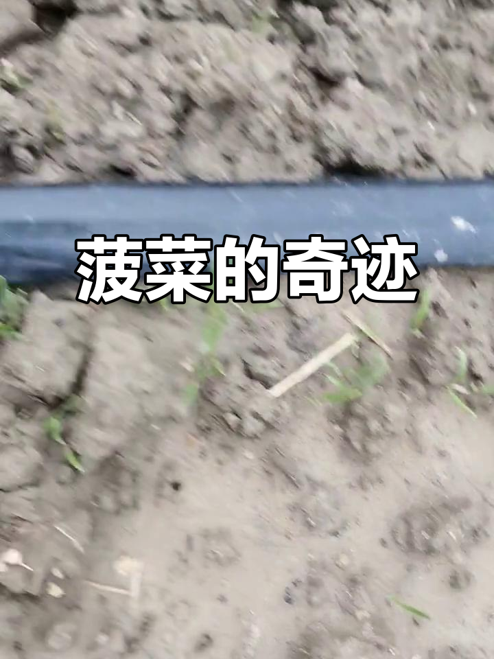 菠菜苗在水里泡两天,顽强生存,重见天日!