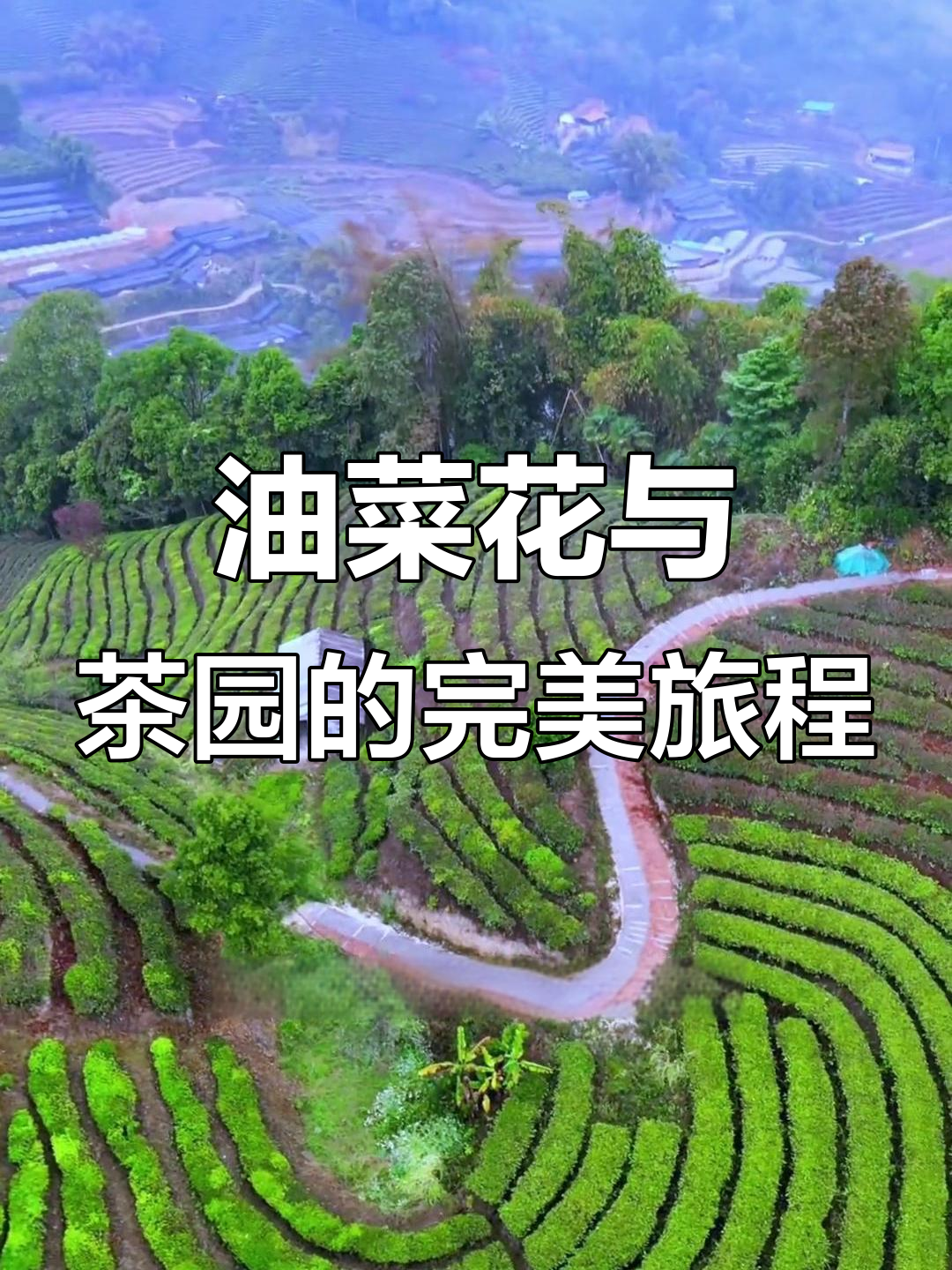 云南腾冲瑞丽芒市油菜花之旅,感受异国风情与自然美景