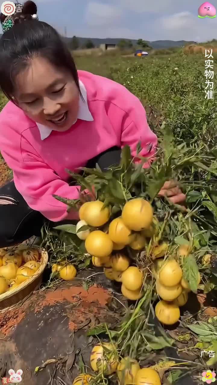应季水果 水果 水果美食 人参果