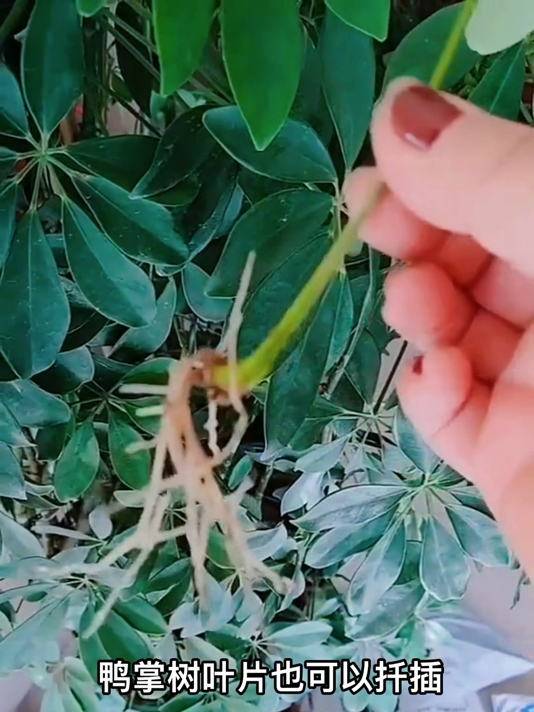 鸭掌木叶片扦插