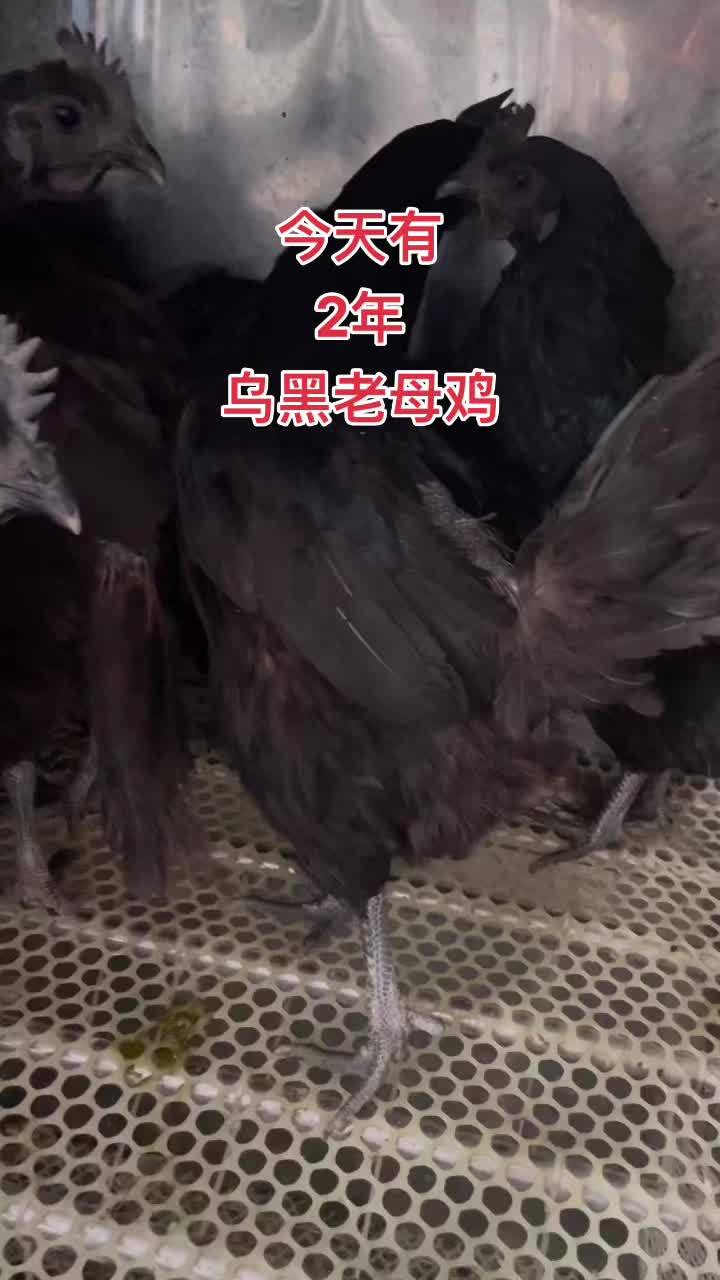 今天有2年老母鸡黑母鸡需要关注我 乌黑鸡 乌骨鸡 生态散养 老母鸡