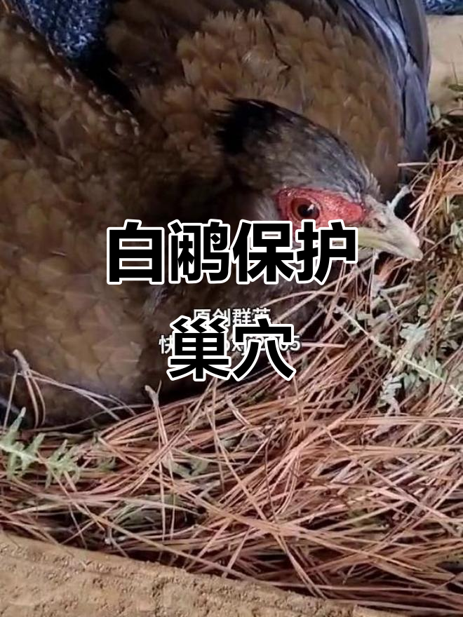 白鹇繁殖期护窝,叫声不停让人忍俊不禁