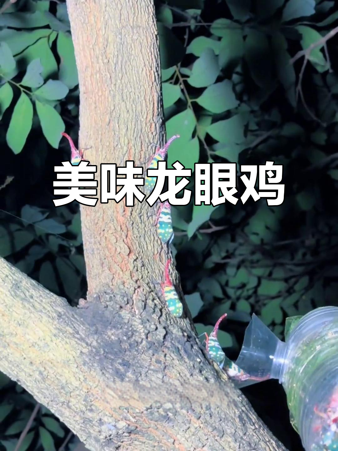 龙眼鸡:南方常见却比鸡肉贵的神奇害虫,烧烤卤水都能吃