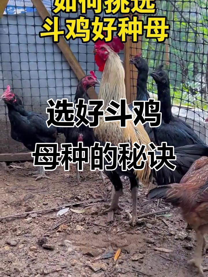 如何挑选优质斗鸡母种?体型比例才是关键
