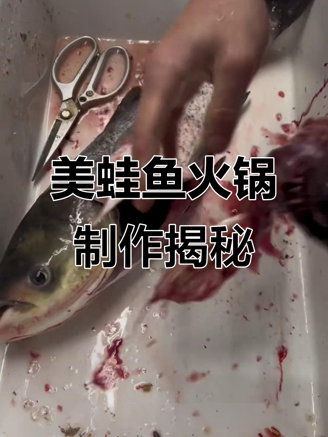 完整步骤教你做美蛙鱼火锅,大头鱼的独特处理技巧