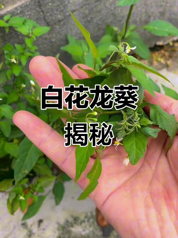 龙葵:白花菜与黑黝果的秘密,你了解吗?