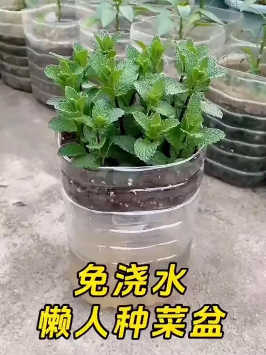 家里闲置的油桶、矿泉水桶用来制作花盆种菜盆,不但废物利用了,还节约成本,快动手做起来吧