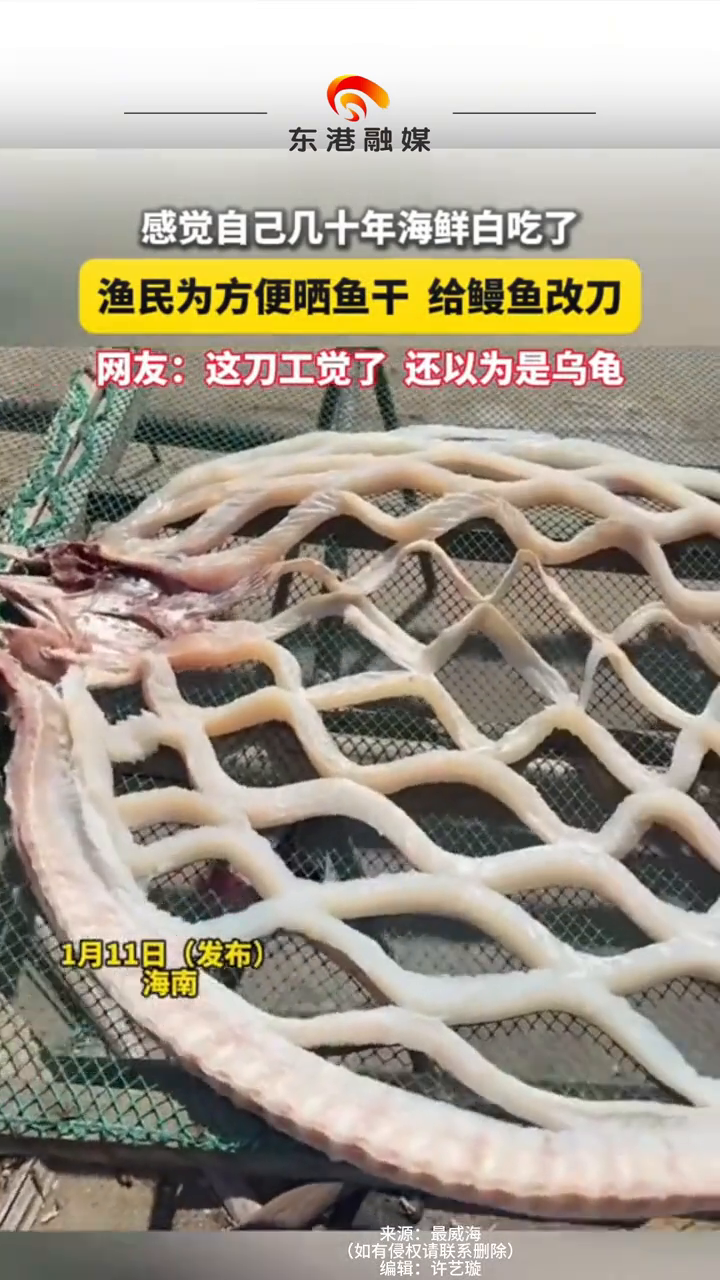 渔民为方便晒鱼干 给鳗鱼改刀 网友：这刀工觉了 还以为是乌龟