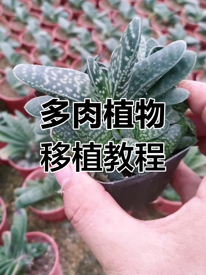 如何轻松移植多肉植物小苗,快速上手养护技巧