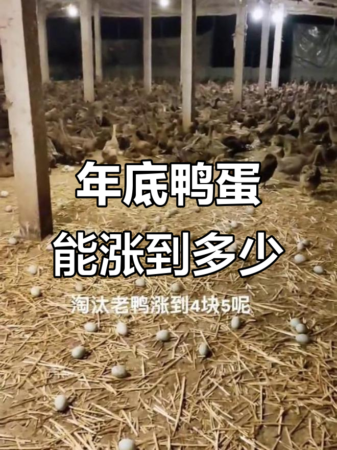 鸭蛋价格年底能否突破4.5元?老鸭行情分析