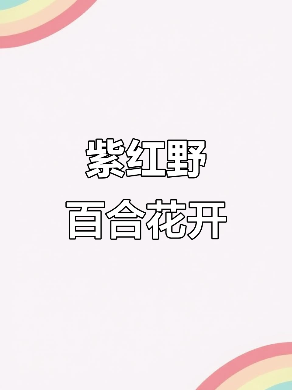 野生紫红百合盛开,美丽惊艳!