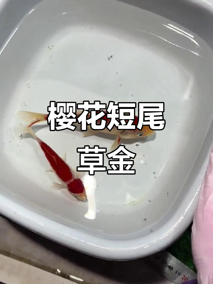 红白短尾草金与樱花短尾的美丽碰撞,红头两段草金惊艳登场