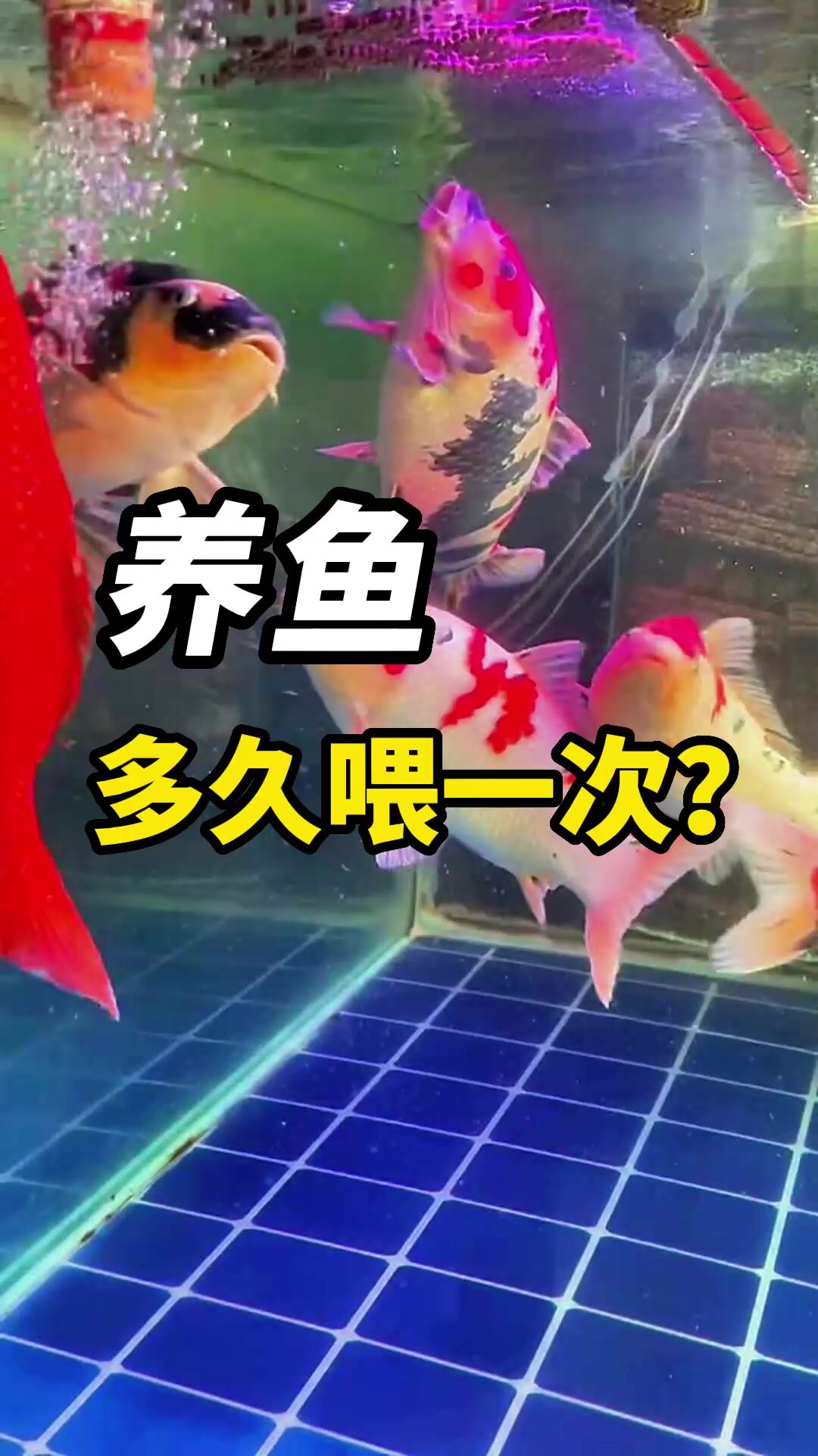 养鱼多久喂一次?