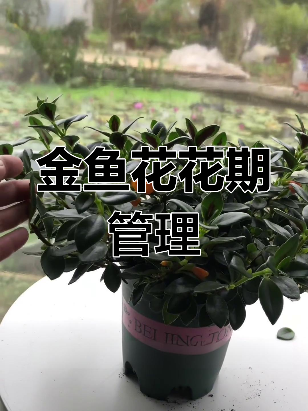 金鱼花养护全攻略:如何判断浇水时机与光照需求