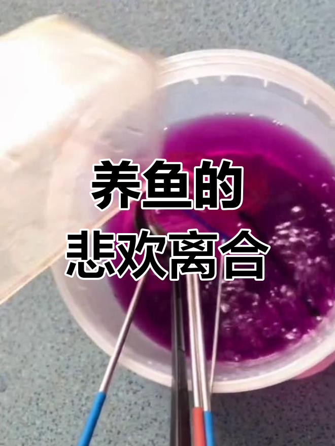 鱼儿的生命周期与死亡