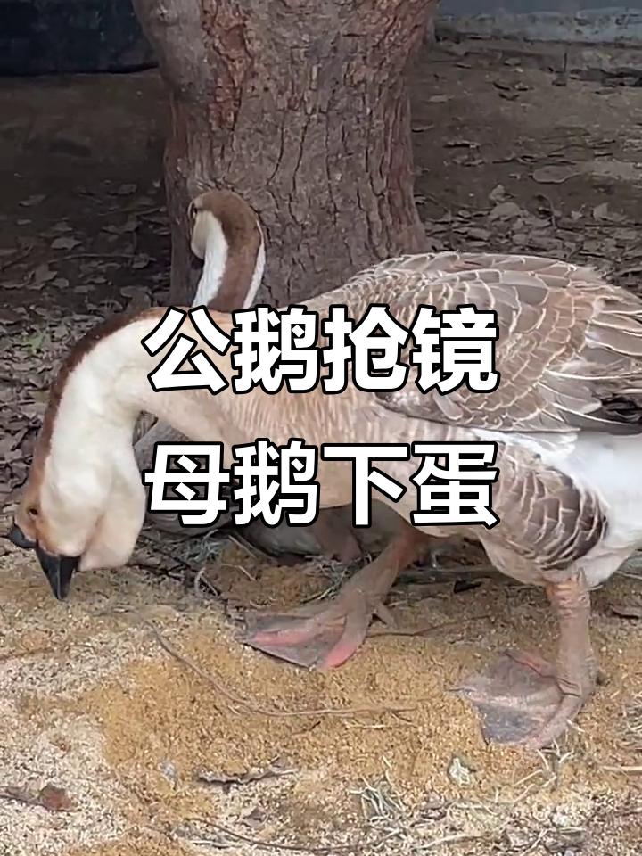 公鹅忙着挡镜头,母鹅下蛋瞬间超搞笑