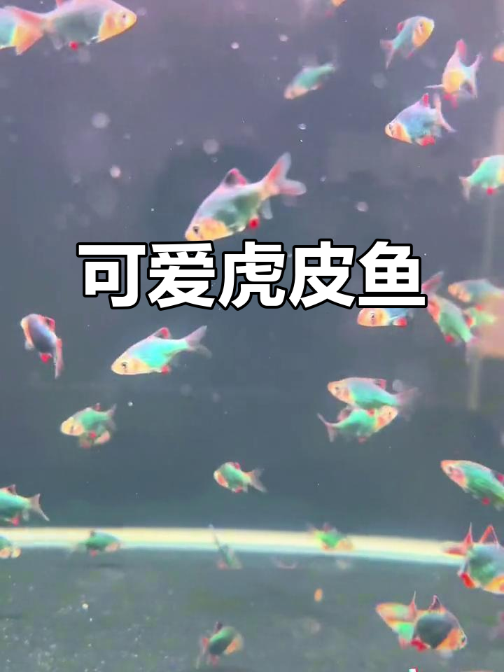 绿宝石虎皮鱼，既美又萌，轻松饲养，自来水就能活！