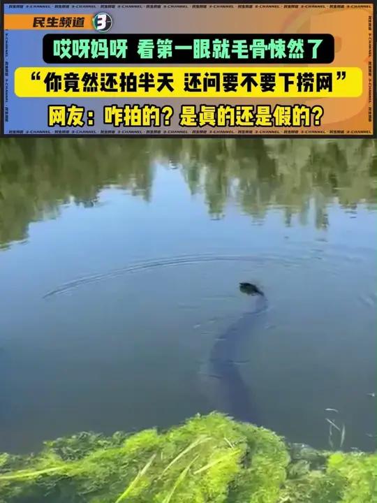 天哪,看半天,以为是蛇头,结果是鱼尾!来源