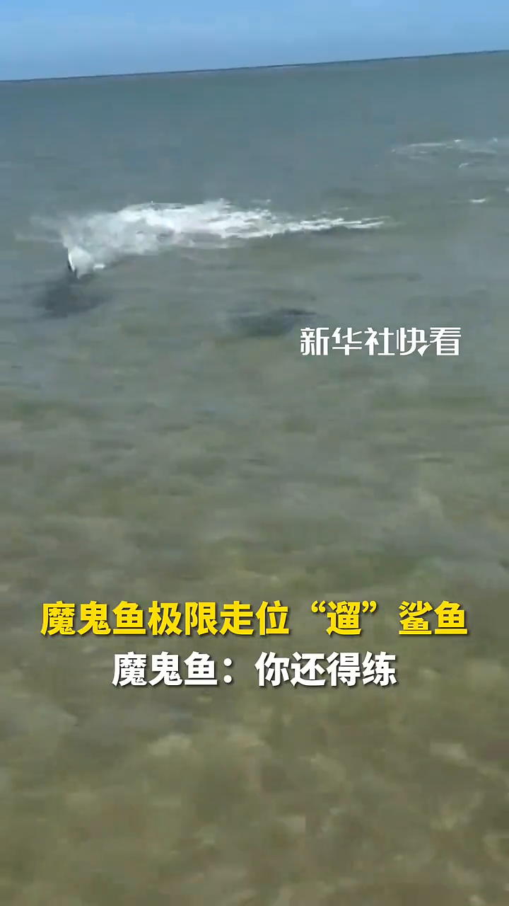 魔鬼鱼极限走位“遛”鲨鱼,魔鬼鱼:你还得练