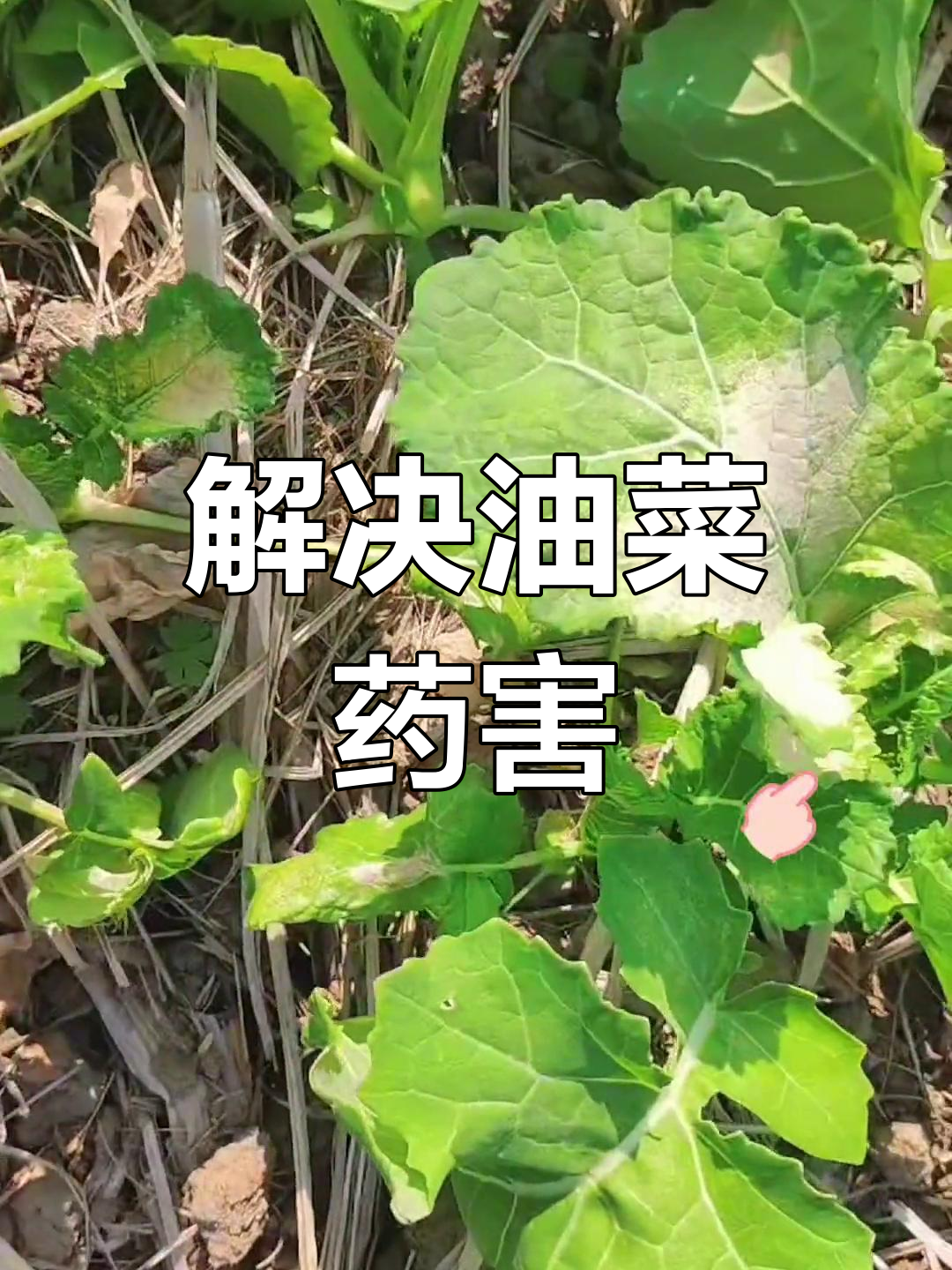 油菜药害如何应对?叶片发白退绿怎么办