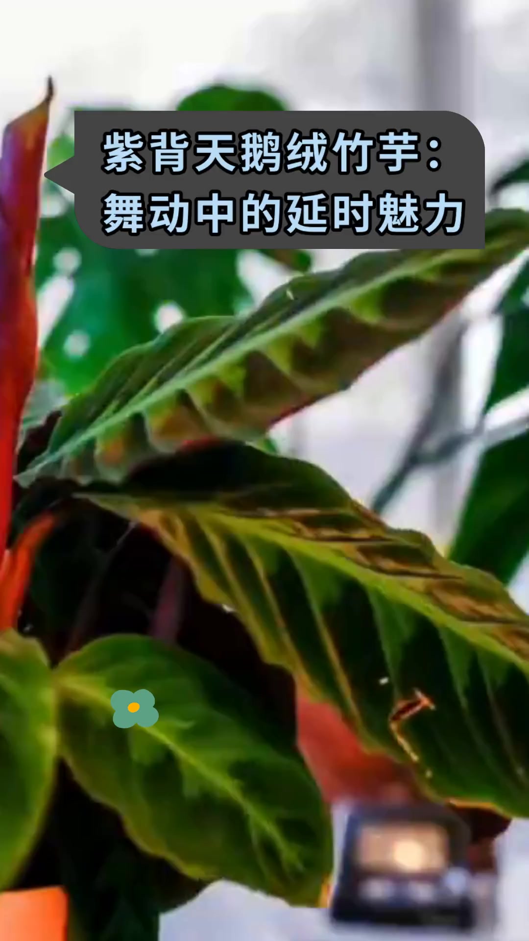 紫背天鹅绒竹芋:舞动中的延时魅力