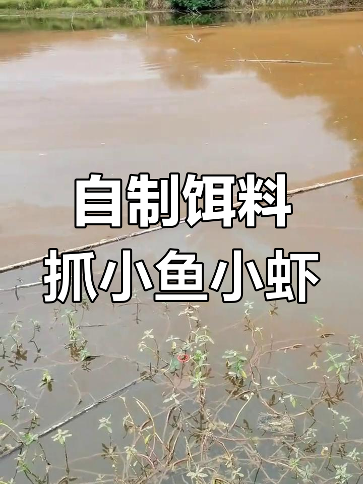 小圆网抓麦穗鱼与河虾,自制饵料效果显著