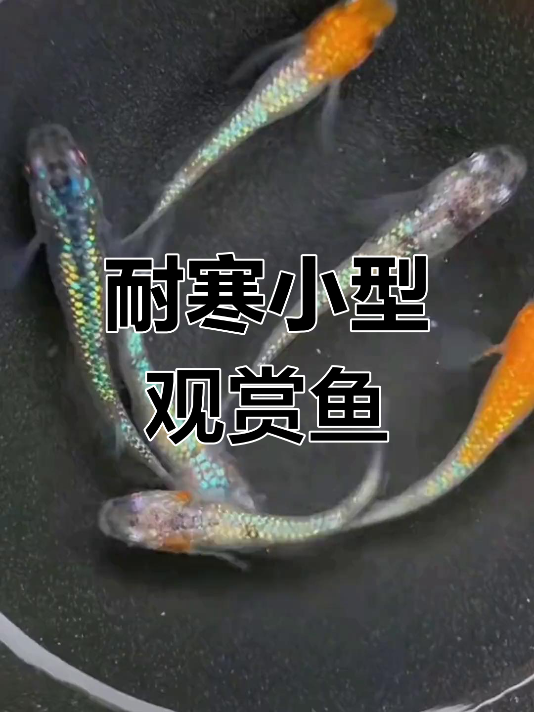 冬季无需加热也能养的冷水观赏鱼
