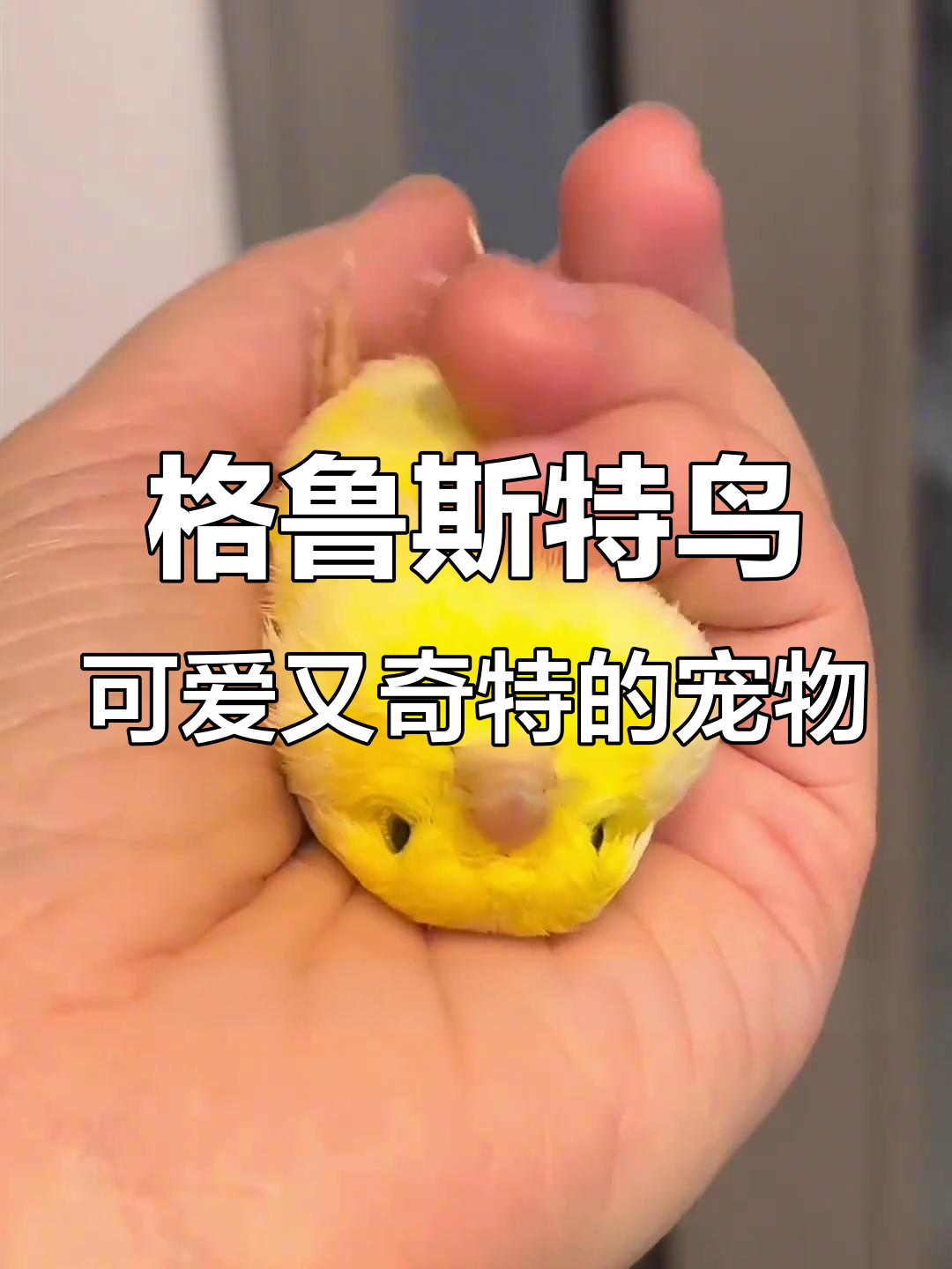 呆萌格鲁斯特鸟,发型奇特像特朗普和蔡徐坤的混合体
