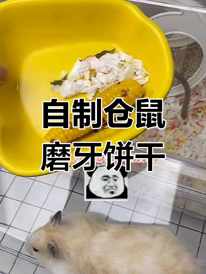 仓鼠不爱玉米,偏爱骨头磨牙饼