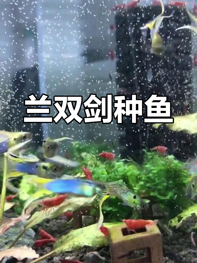 日本兰双剑种鱼介绍