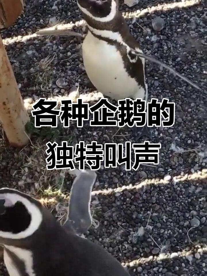 16种企鹅叫声大揭秘，你听过几种？