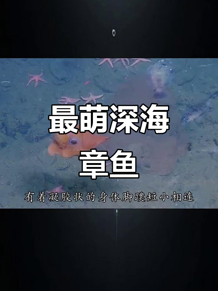 深海萌章鱼,卖萌也能保命!