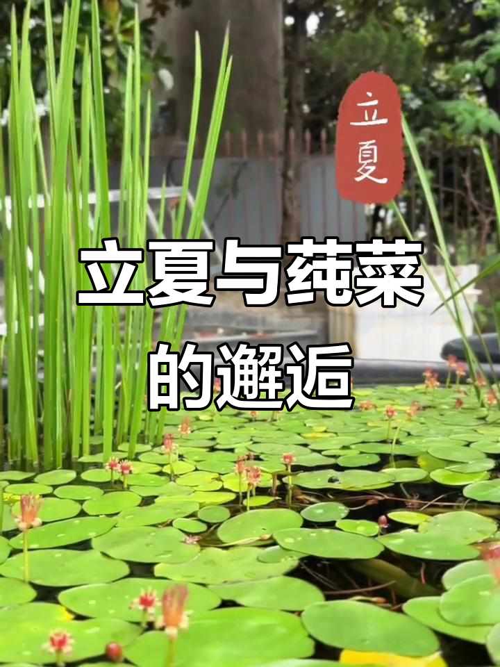 立夏到,莼菜花开,绿色蔬菜的季节来临