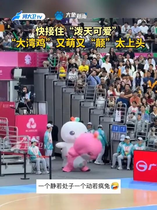 “大湾鸡”又萌又“颠”太上头