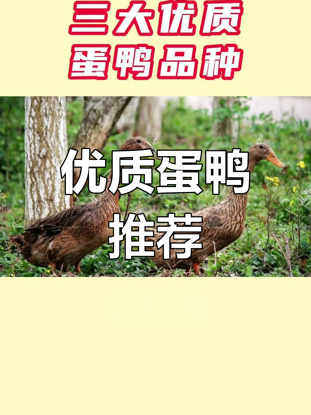 三种高产蛋鸭品种介绍