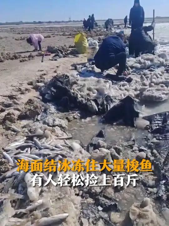 2月11日(采访),山东潍坊,海边上冻,冻住大量野生梭鱼。当事人李女士介绍,这叫开凌梭,季