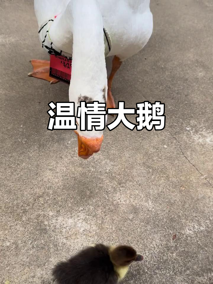 大鹅带娃温柔，只咬男人和狗，真是奇特又可爱的宠物！