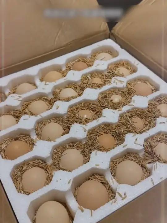 农村散养土鸡蛋太绝了！鸡子天天跑山吃杂粮，下的蛋营养满满，老人小孩都爱 农村好物 散养土鸡