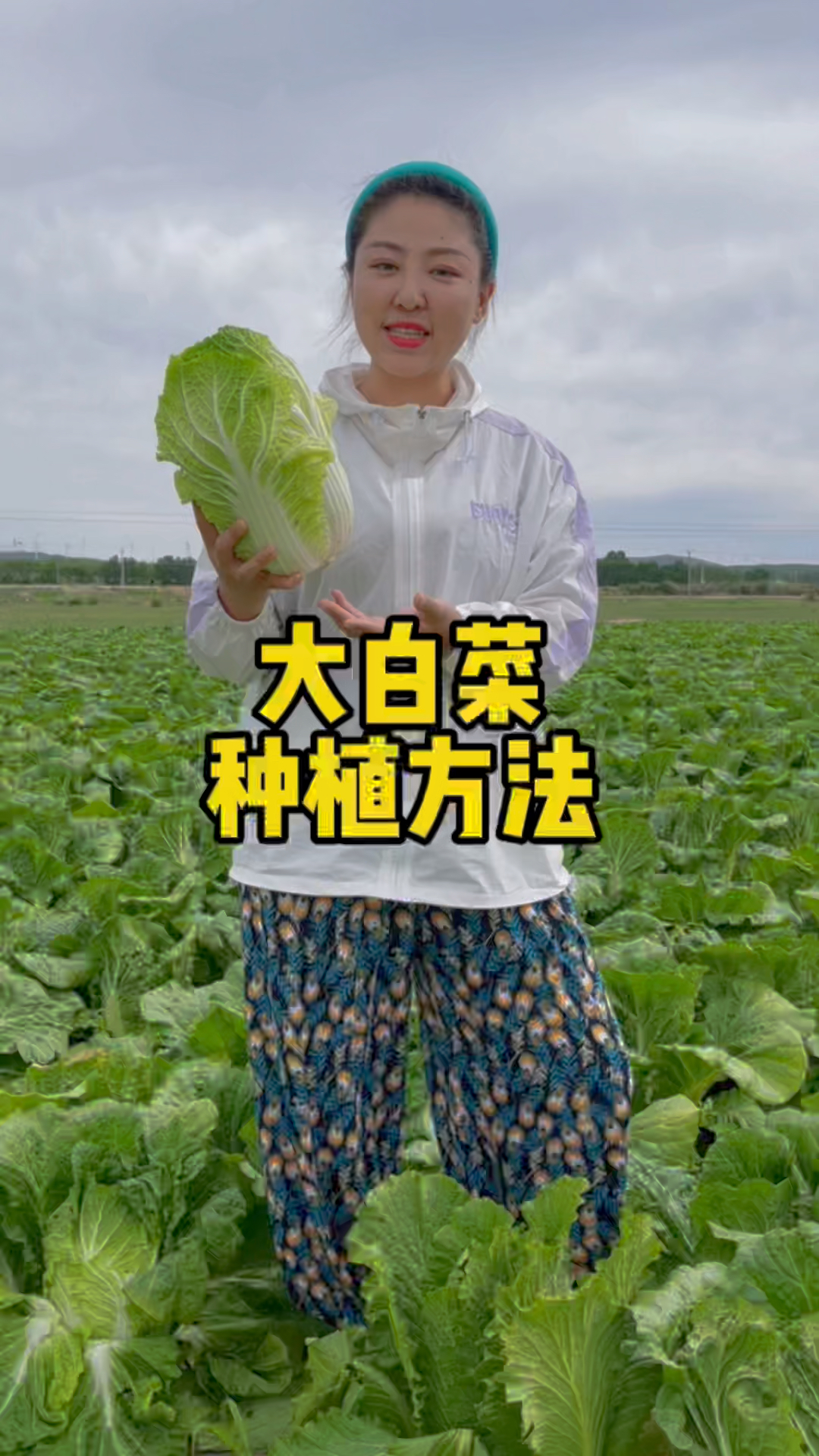 大白菜种植方法