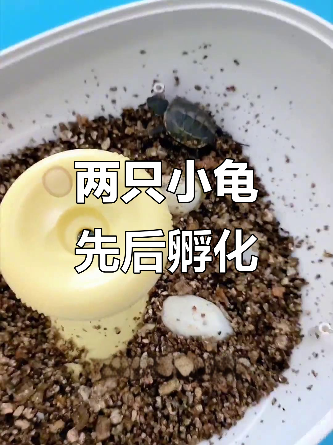 小乌龟破壳全过程，兄弟俩一前一后出生