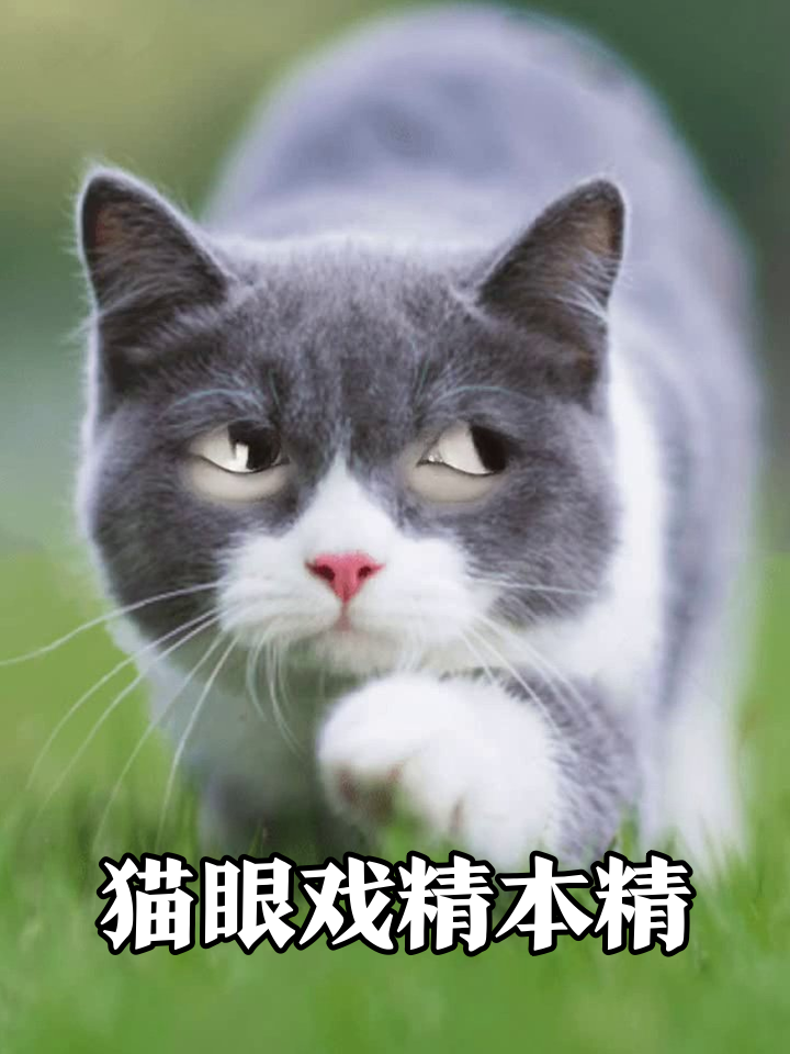 猫届演技派!眼睛秒切5种表情包笑喷,最后白眼太真实