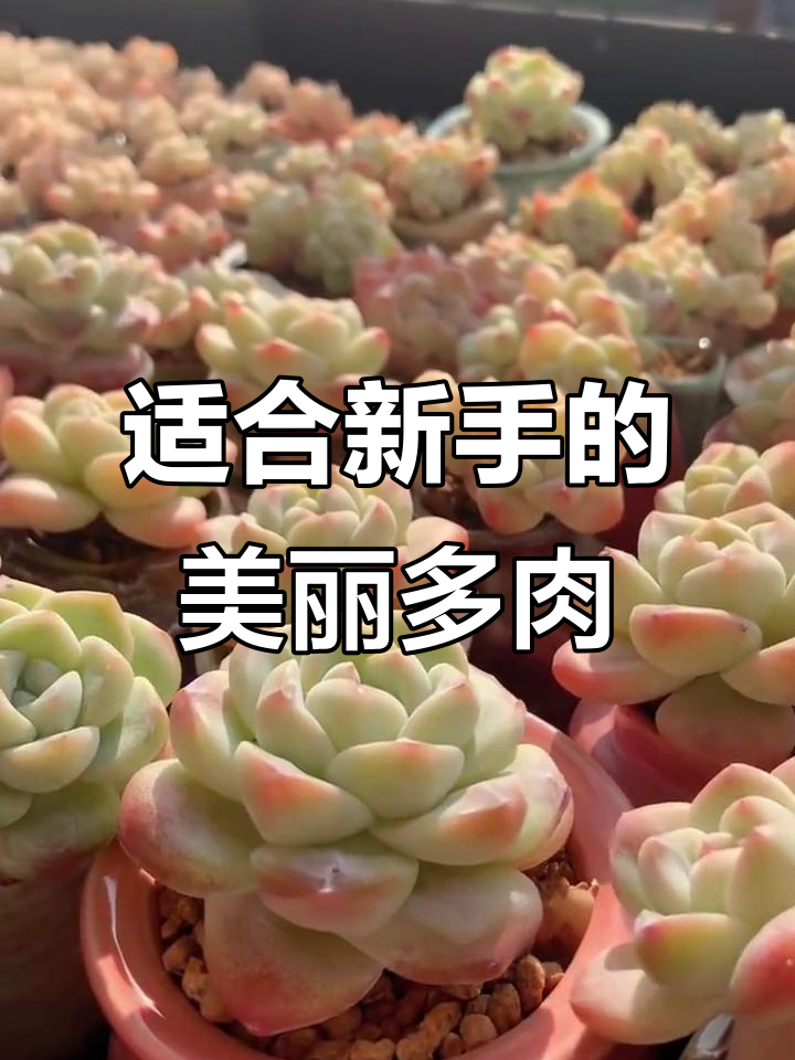 新手必养!冰玉、橙梦露等多肉植物,轻松出状态