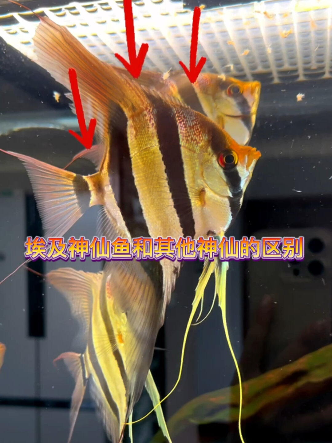 埃及神仙鱼和普通神仙鱼区别