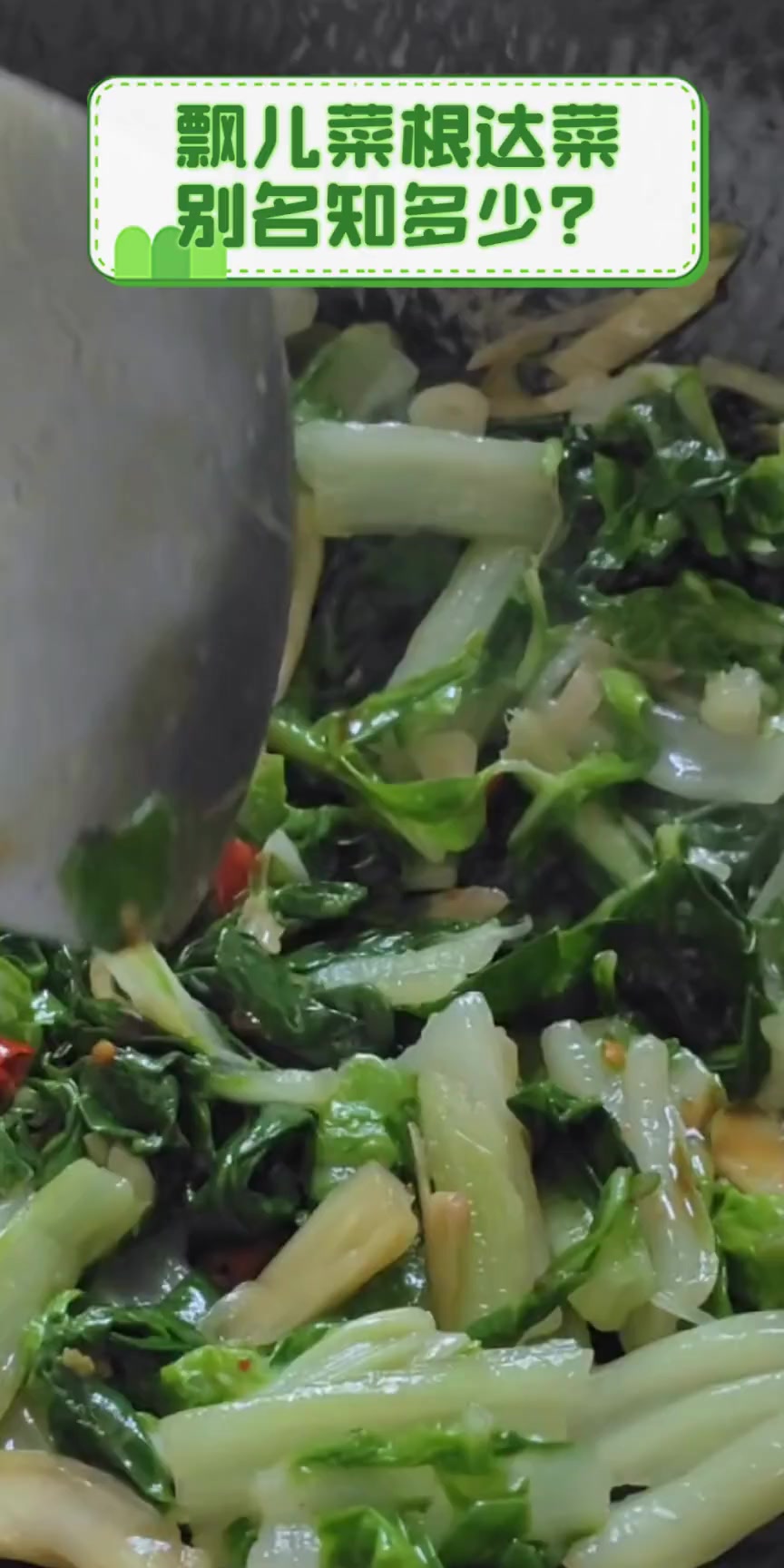 飘儿菜根达菜,别名知多少?