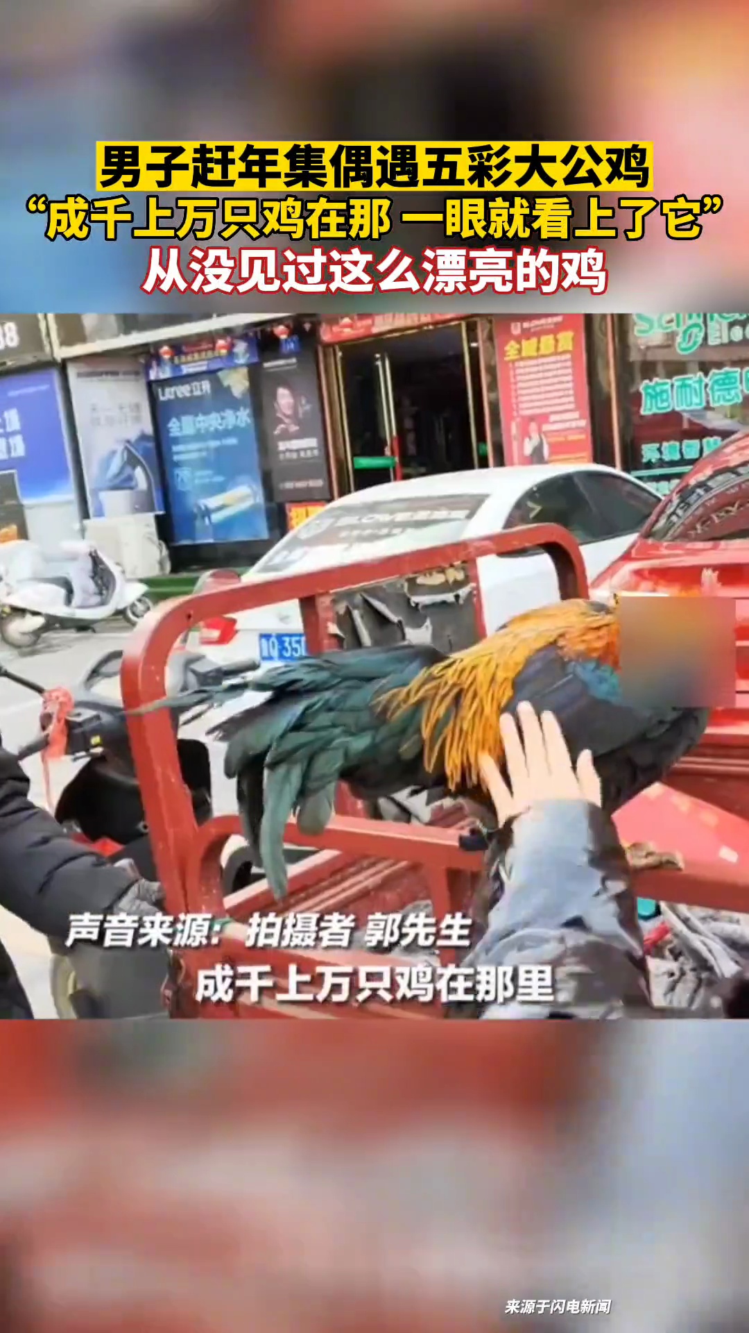 男子赶年集偶遇五彩大公鸡:“成千上万只鸡在那,一眼就看上了它,从没见过这么漂亮的鸡!”