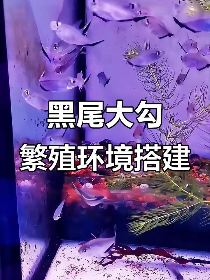 黑尾大勾繁殖环境搭建全攻略,轻松搞定水草与鱼卵管理