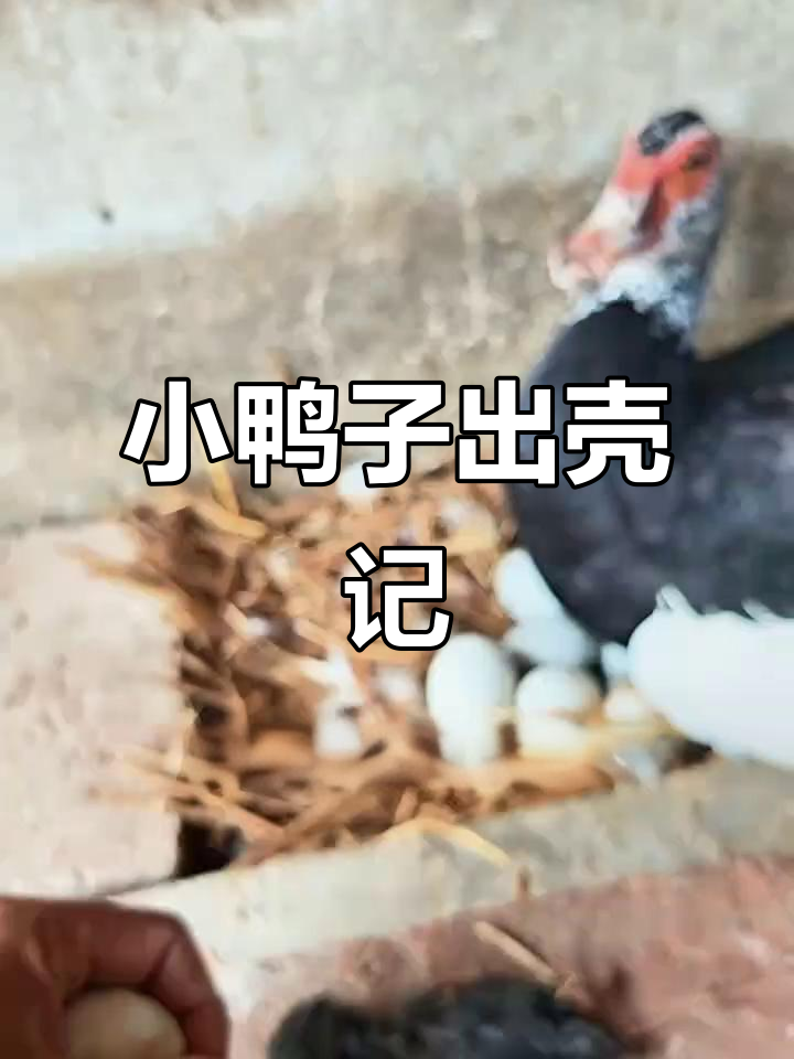 6月8日母鸭孵化,小鸭子破壳凶猛亮相!