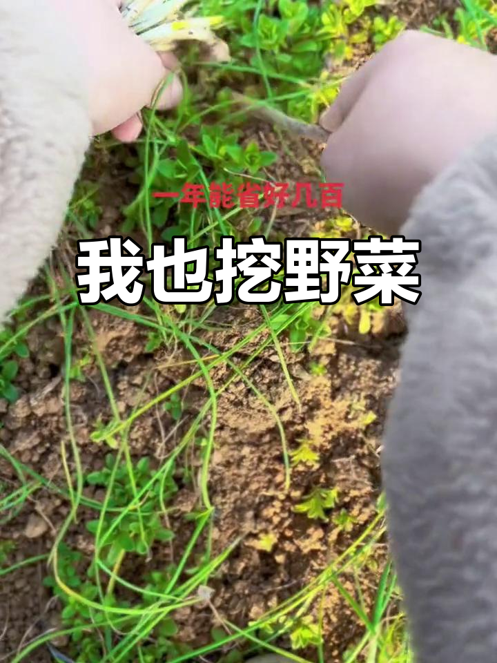 王宝钏为爱挖野菜,我为了债务也去采绿色蔬菜
